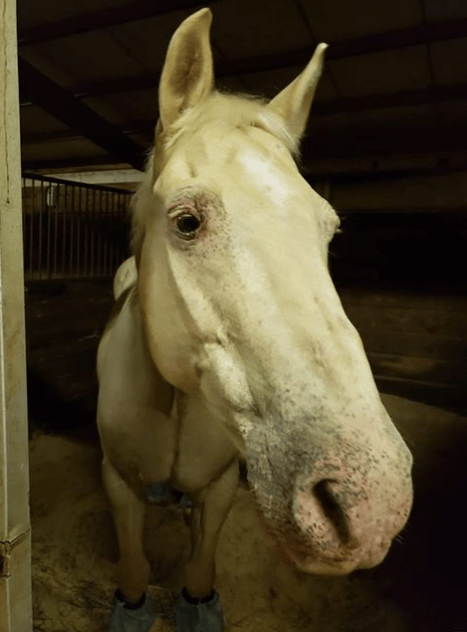 Welcome Trigger and&nbsp;Nancy!